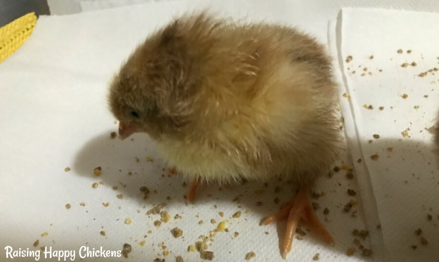 What do baby chicks eat?