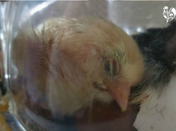 chick hatching days 20 and 21 from pip to chick
