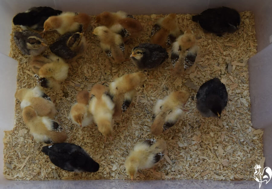 What is a chick brooder and how does it work?