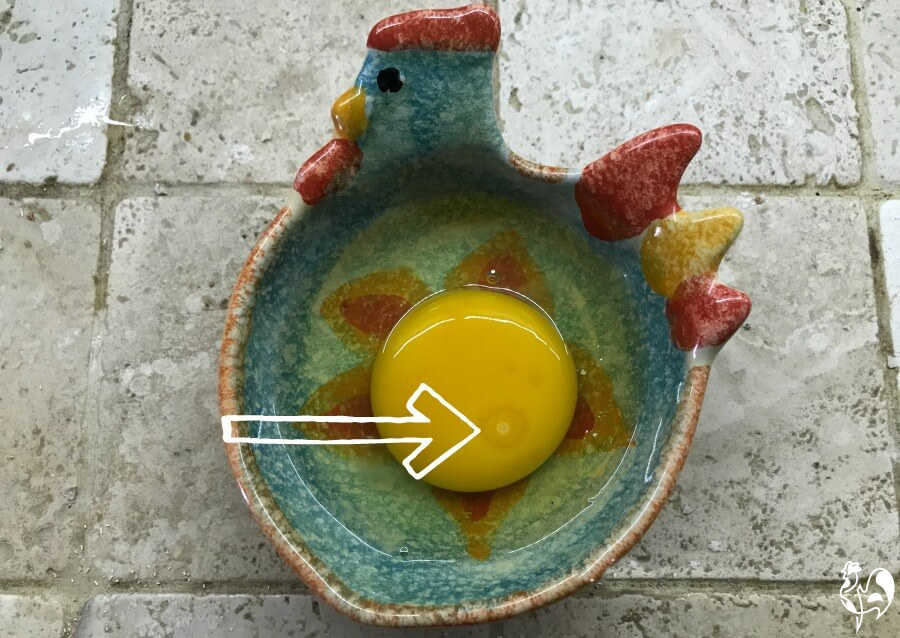 10 facts about fertile chicken eggs.