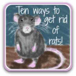 How to get rid of rats from your chicken coop.
