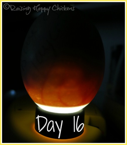 6 hatching duck eggs