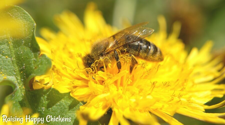 Choosing the healthiest chicken treat for your hens.