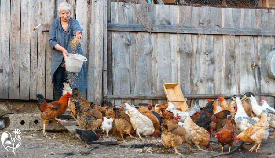 Rats mice and how to keep them away from your chickens.