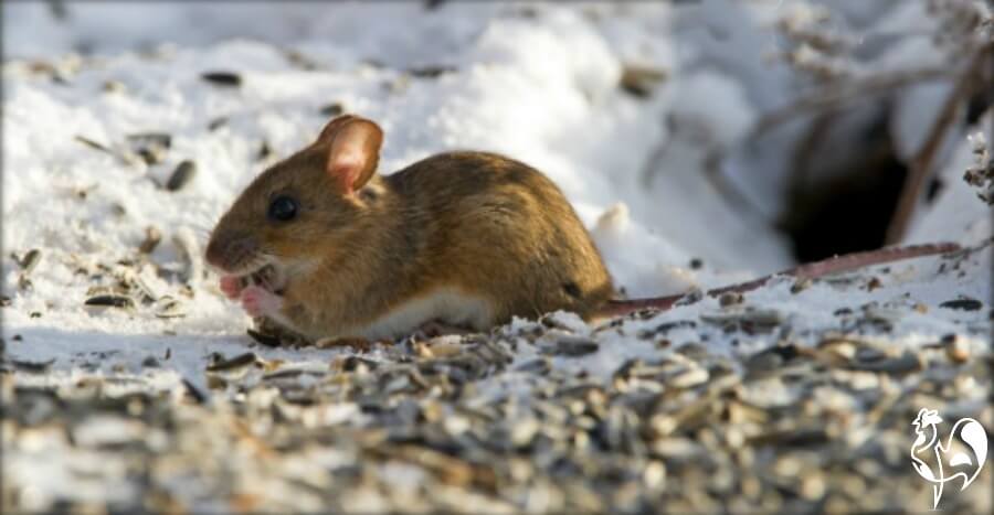 rats mice and how to keep them away from your chickens rats mice and how to keep them away from your chickens