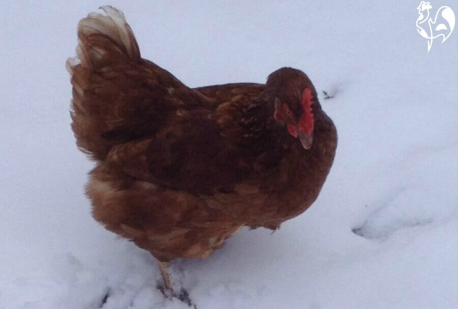 red star chickens designer birds or the mutts of the poultry world are dominique chickens good flyers