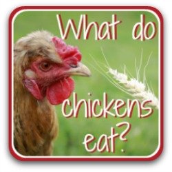 What Should Ens Absolutely Not Eat If You D Like To Know More About What Ens Should Eat May Find These Pages Helpful Just Click On The Pic