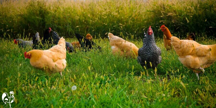 What Should Ens Absolutely Not Eat Ens On Pasture A Healthy Way To Raise Them
