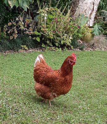 Zinger looking so beautiful in the sunshine